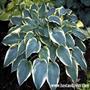firstfrost_4624 2